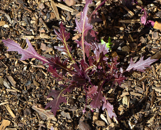 Purple Mizuna Seeds