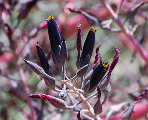 Black Sapphire Tower Seeds (Puya coerulea violacea)