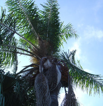 Queen Palm Seeds (Syagrus romanzoffianum) [PACKET ONLY]