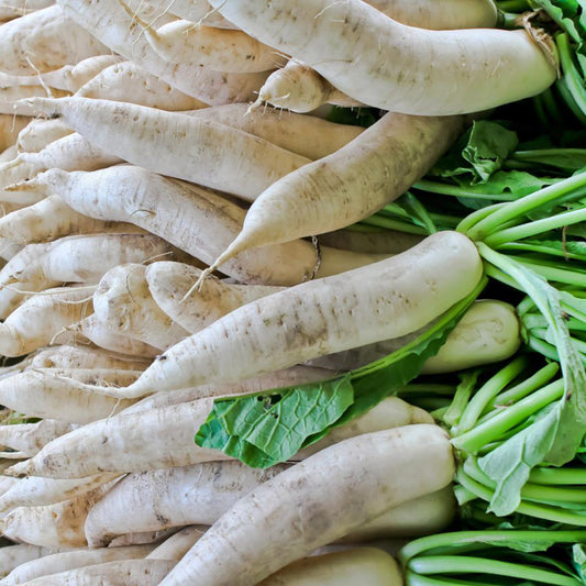 Miyashige Daikon Radish Seeds