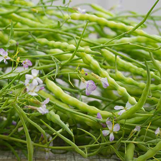 Rat's Tail Radish Seeds (Raphanus sativus)