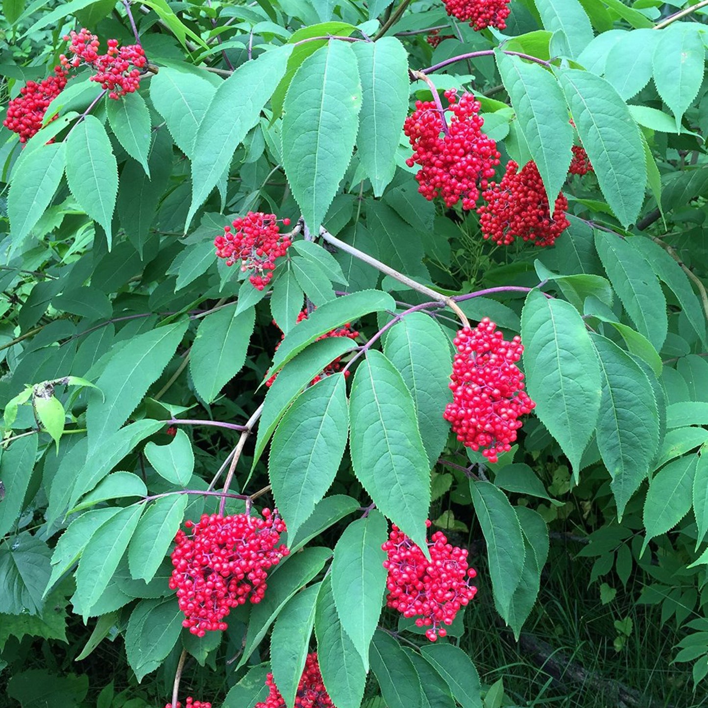 Red Elderberry Seeds (Sambucus racemosa)