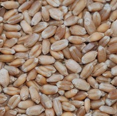 Red Fife Wheat Seeds
