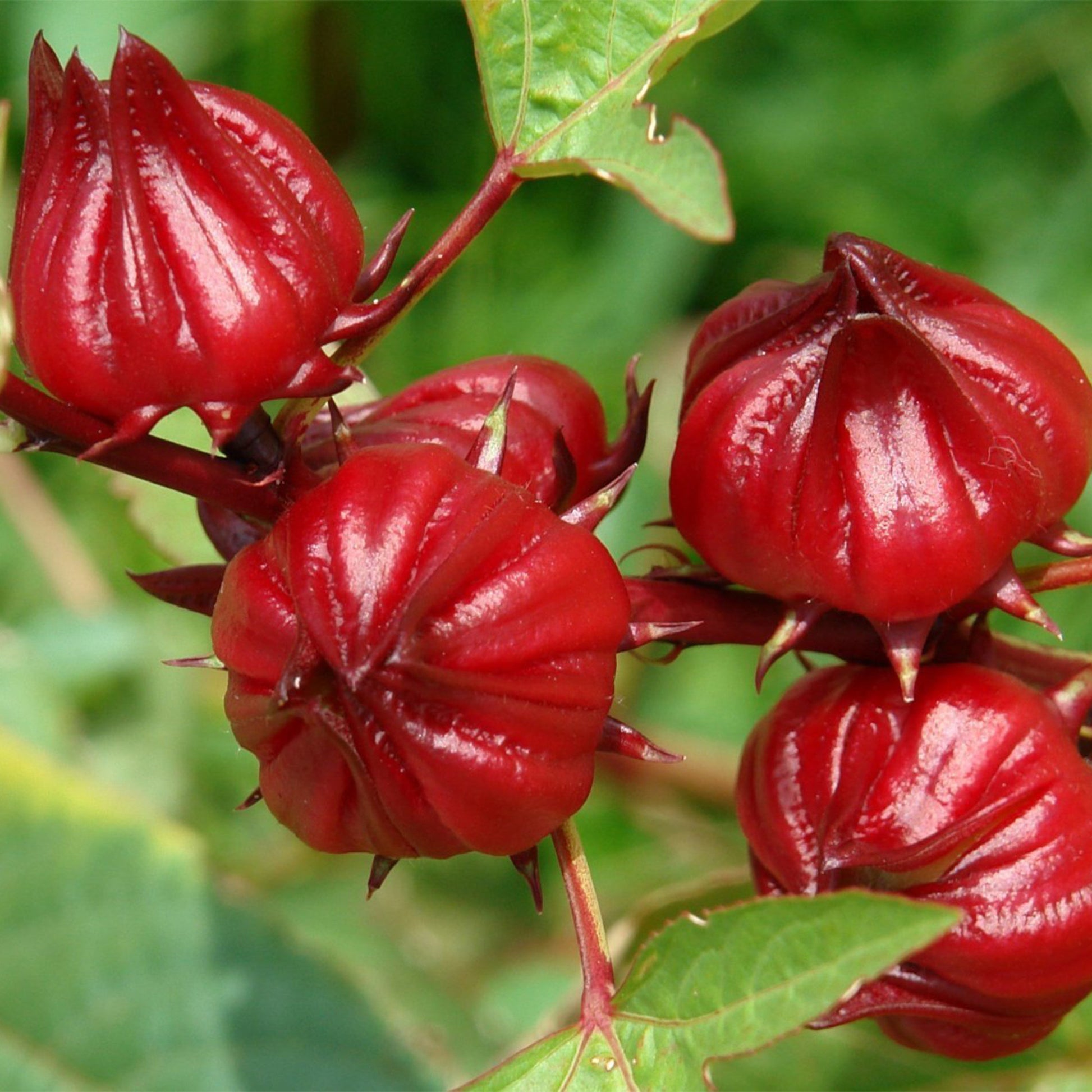 red hibiscus flower seeds Red Roselle Seeds (Hibiscus sabdariffa) – Frozen Seed Capsules™