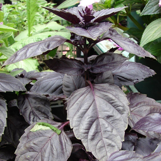 Red Rubin Basil Seeds (Ocimum basilicum)