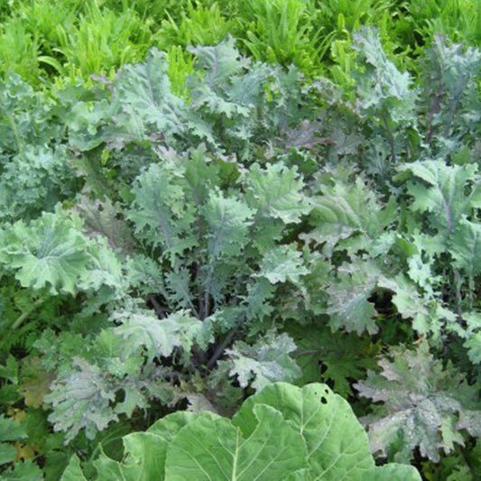 Red Russian Ragged Jack Kale Seeds