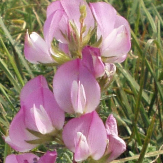 Restharrow Seeds (Ononis spinosa)