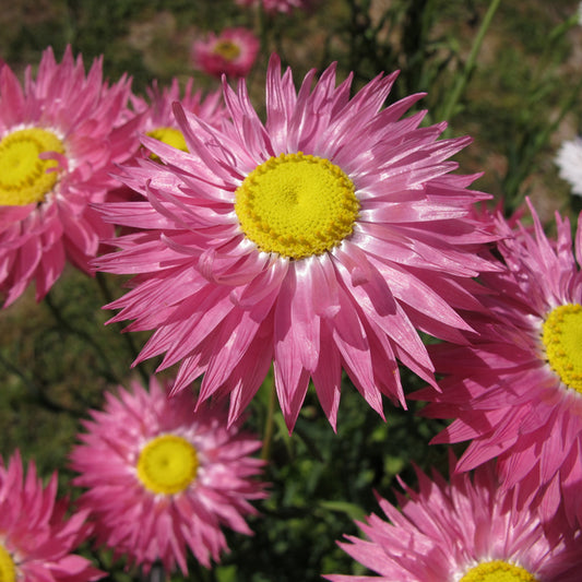 Acrolinium Seeds (Rhodanthe chlorocephala rosea)