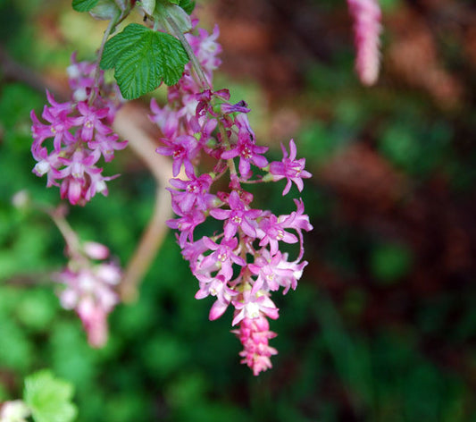Red Flowering Currant Seeds (Ribes sanguineum)