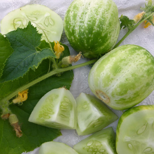 Richmond Green Apple Cucumber Seeds [PACKET ONLY]