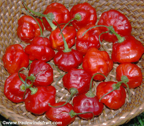 Rocotillo Pepper Seeds