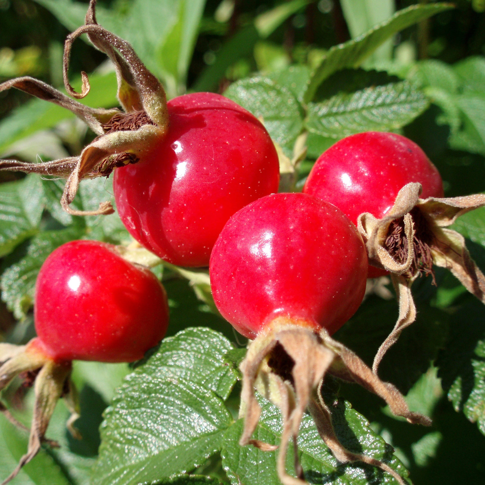 rose agri seed Rose Hip Seeds (Rosa canina) – Frozen Seed Capsules™