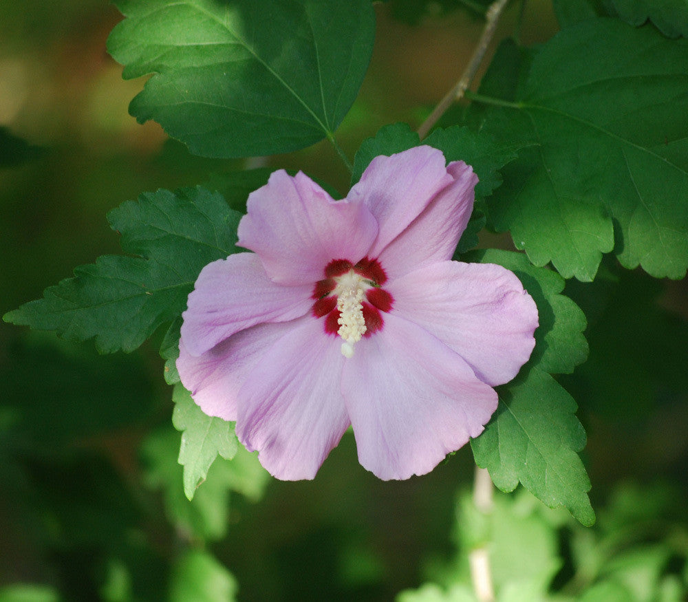 Rose of Sharon Seeds (Hibiscus syriacus)