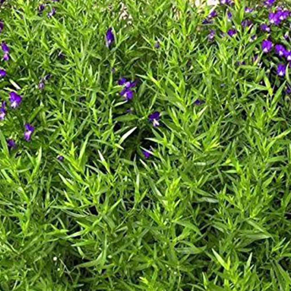 Russian Tarragon Seeds (Artemisia dracunculus)