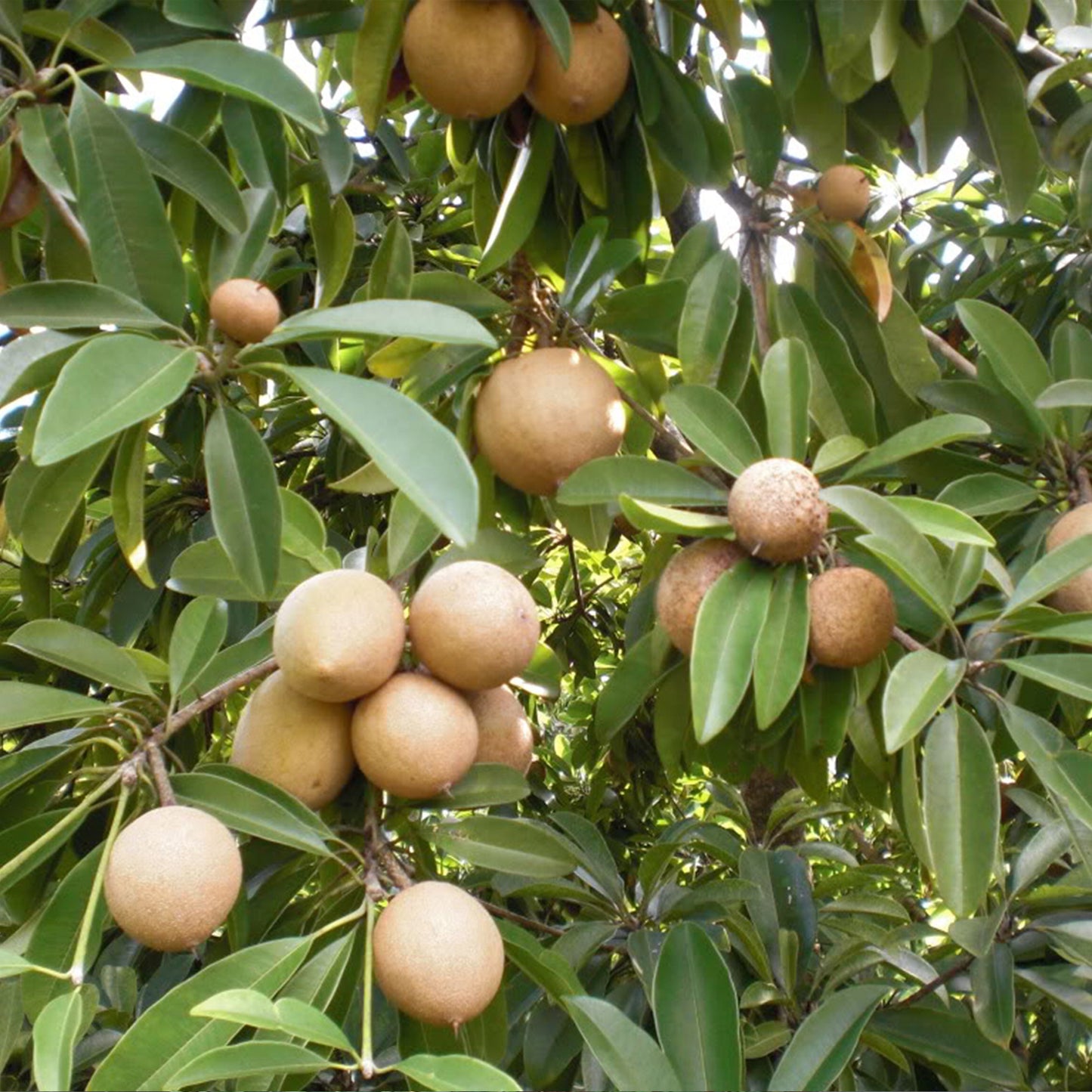 Sapodilla Tree Seeds (Manilkara zapota)