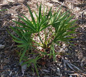 Saw Palmetto Seeds (Serenoa repens) (PACKET ONLY)
