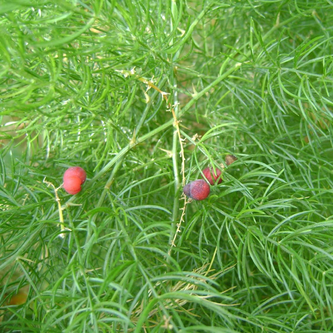 Shatavari Seeds (Asparagus racemosus) – Frozen Seed Capsules™