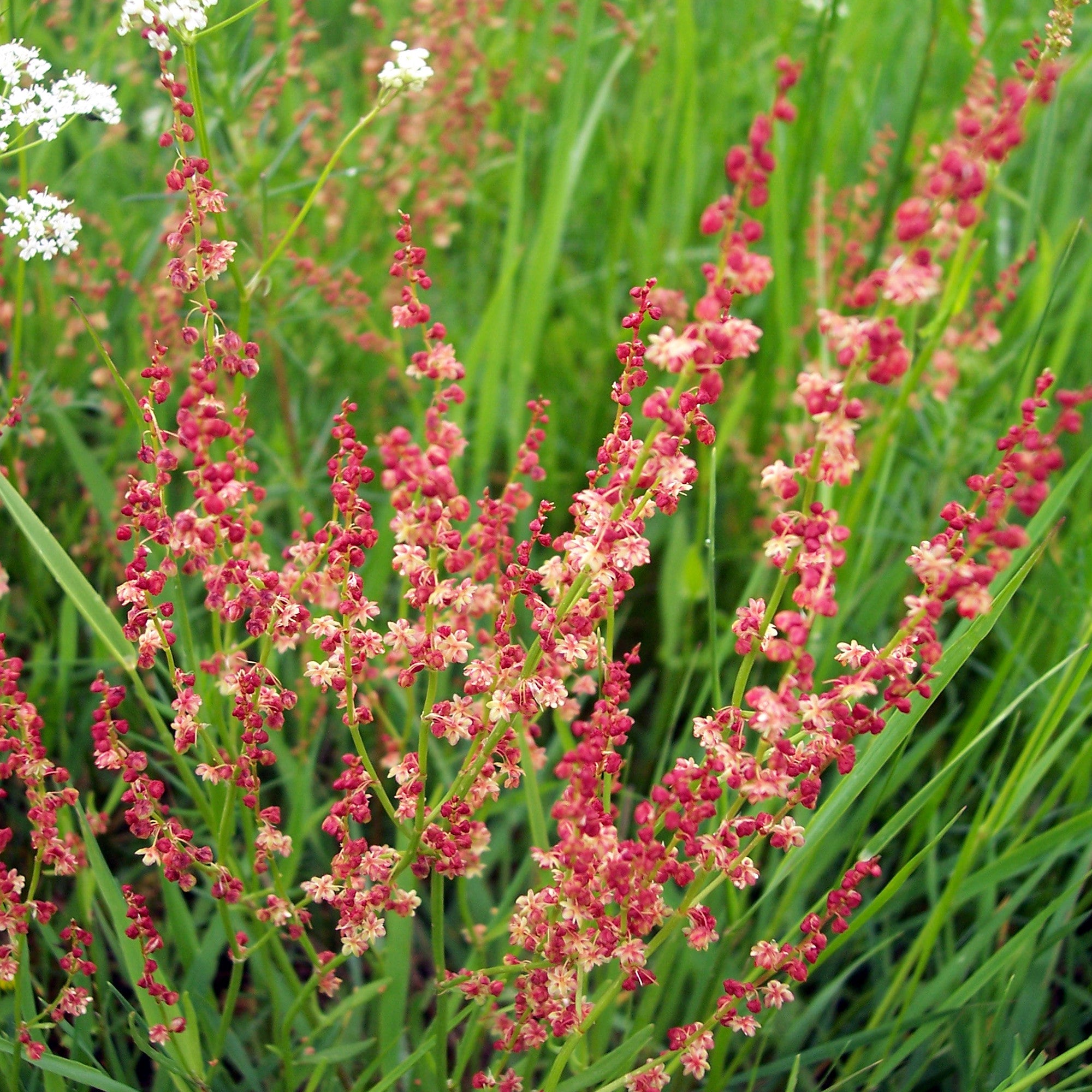 Sorrell Red Sorrel Plant