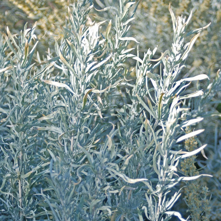 Silver Sagebrush Seeds (Artemisia cana)