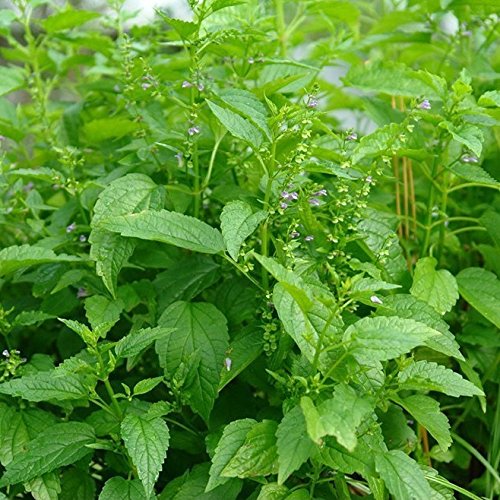 Scullcap Seeds (Scutellaria lateriflora)