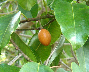Spanish Cherry Seeds (Mimusops elengi) [PACKET ONLY]