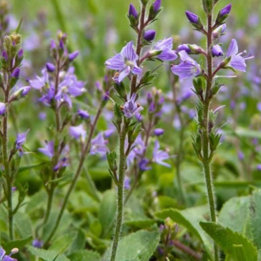 Speedwell Seeds (Veronica officinalis)