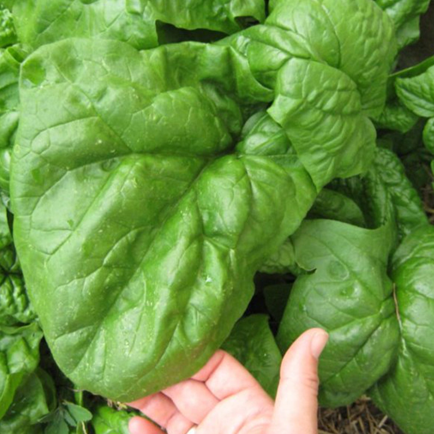 Giant Noble Spinach Seeds