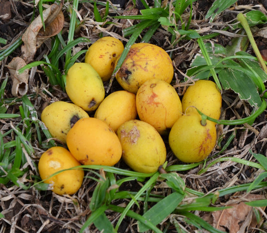 Yellow Mombin Seeds (Spondias mombin) [PACKET ONLY]