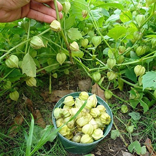 Ground Cherry Seeds (Physalis pruinosa)