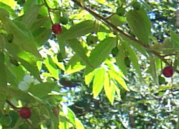 Strawberry Tree Seeds (Muntingia calabura)