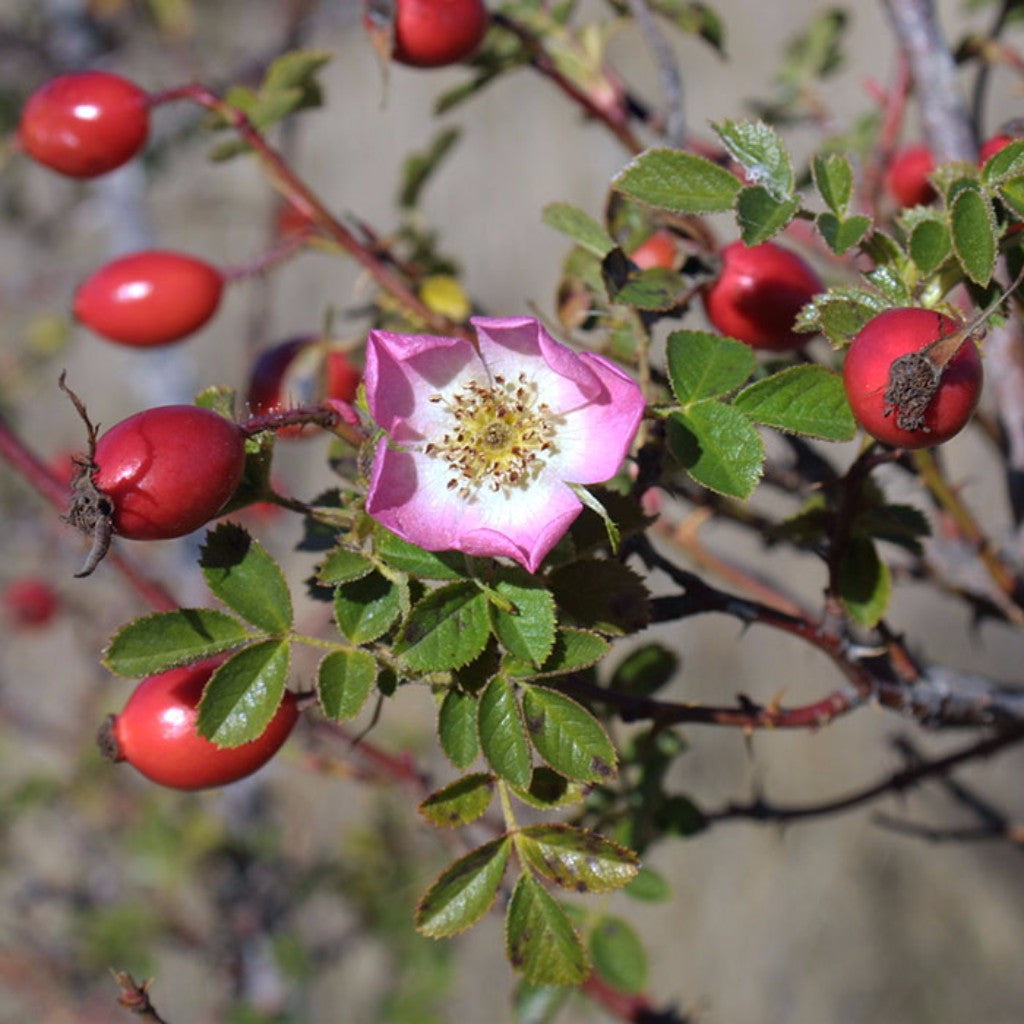 Sweet Briar Rose Seeds (Rosa rubiginosa)