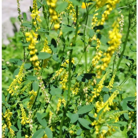 Yellow Sweet Clover Seeds (Melilotus officinalis)