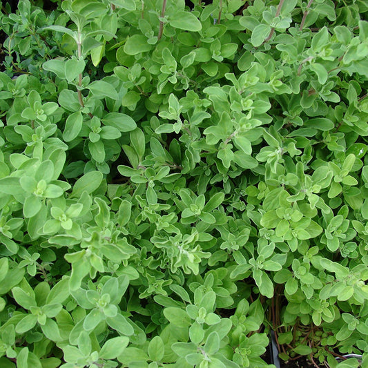 Sweet Marjoram Seeds (Origanum majorana)