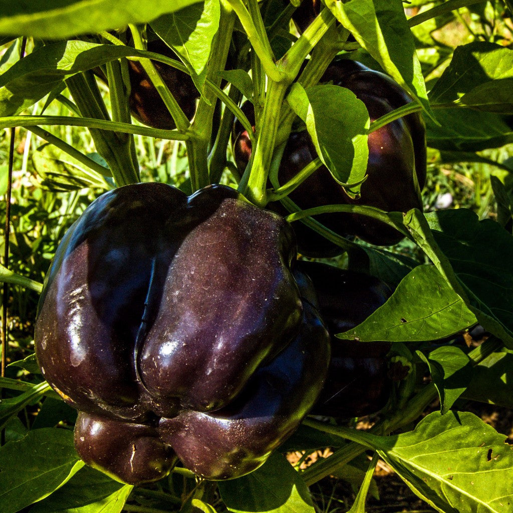 Sweet Purple Beauty Pepper Seeds (Capsicum annuum)