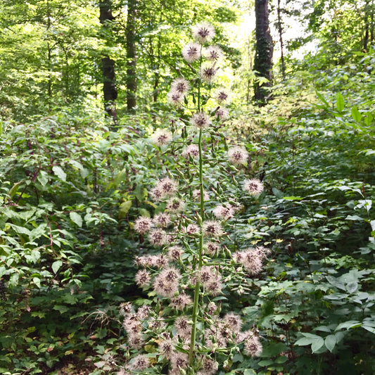 Tall Blue Wild Lettuce Seeds (Lactuca biennis)