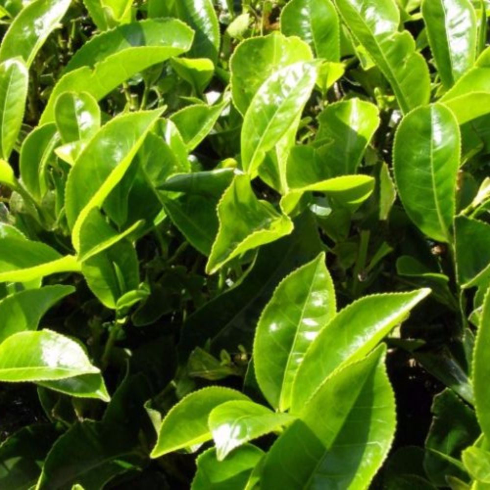 Tea Plant Seeds (Camellia sinensis) [PACKET ONLY]