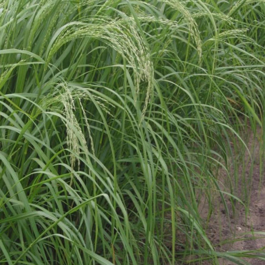 Teff Seeds (Eragrostis tef)