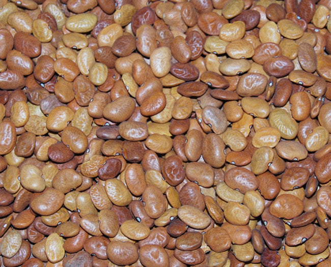 Tepary Bean Seeds (Phaseolus acutifolius) [PACKET ONLY]