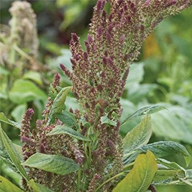 Thai RW Tender Amaranth Seeds [DISCONTINUED]