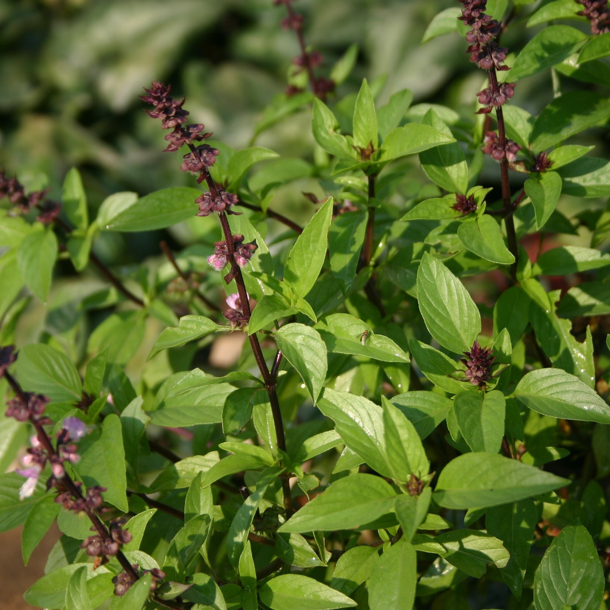 basil plant flowers seeds Thai Sweet Basil Seeds (Ocimum basilicum) – Frozen Seed Capsules™