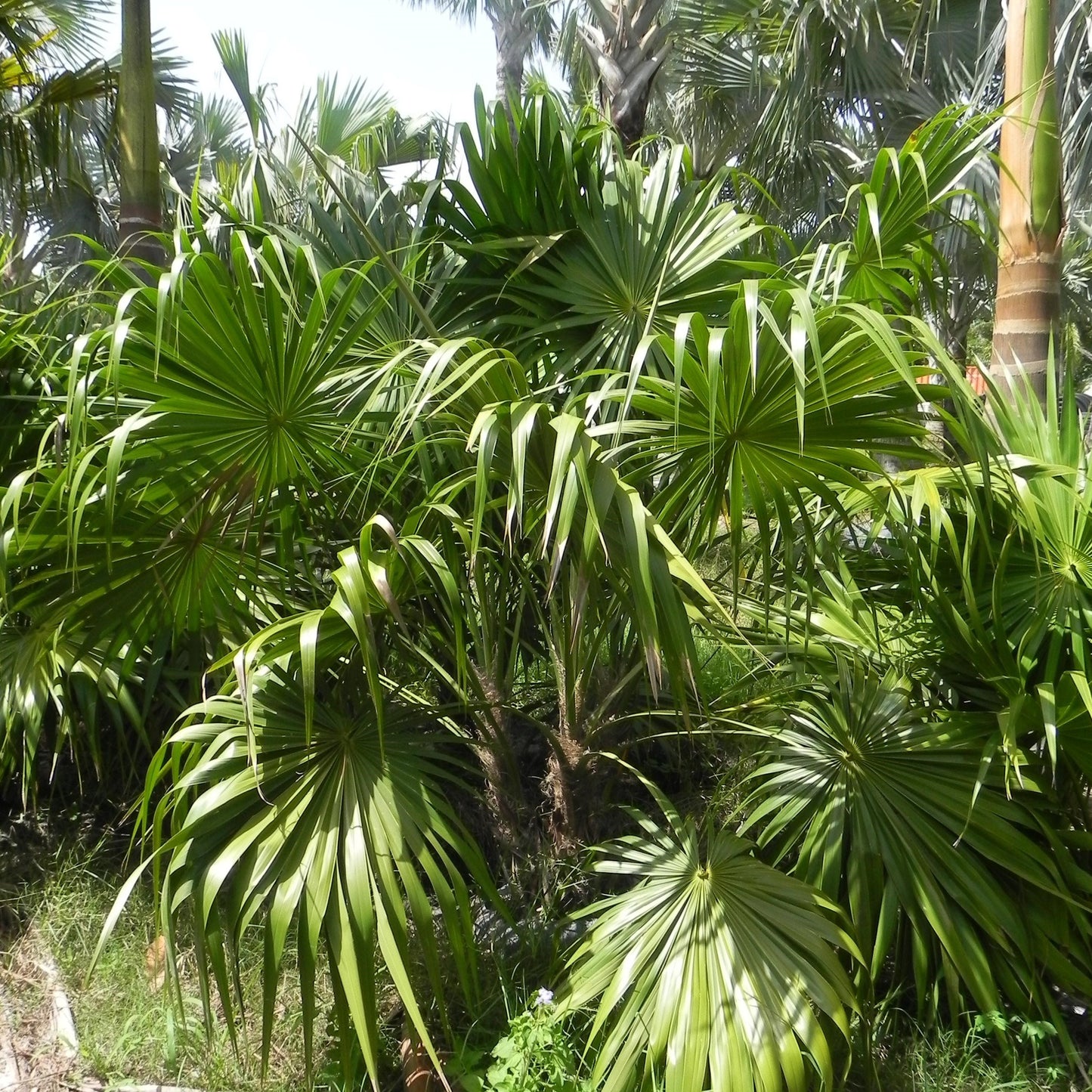 Thatch Palm Seeds (Thrinax radata) [PACKET ONLY]