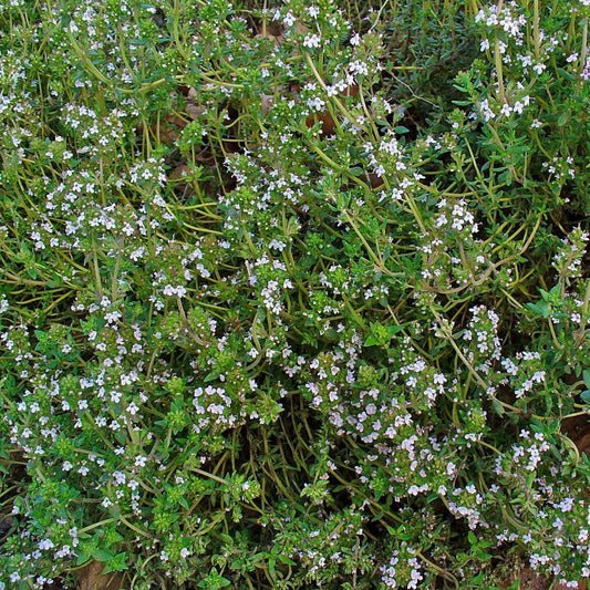 Thyme Seeds (Thymus vulgaris)