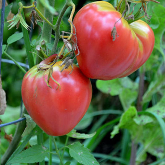 Pink Oxheart Tomato Seeds