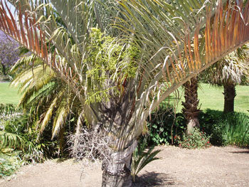 Triangle Palm Seeds (Neodypsis decaryi)