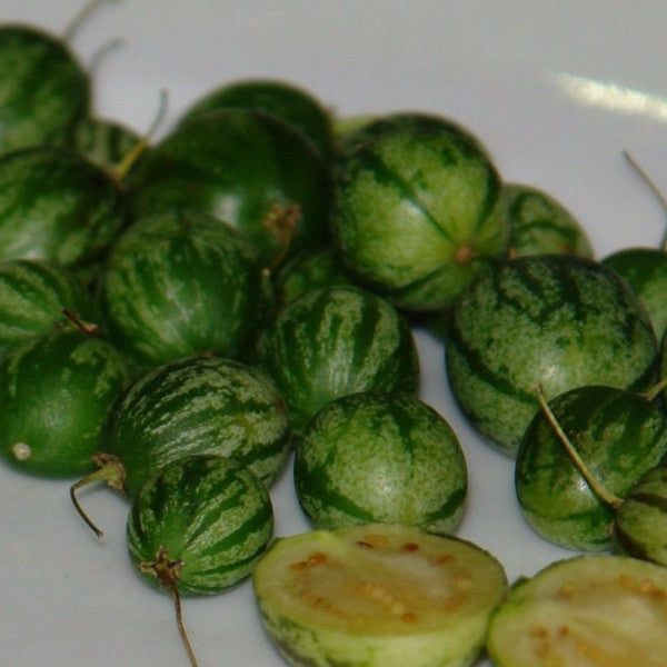 Tzimbalo Seeds (Solanum caripense)