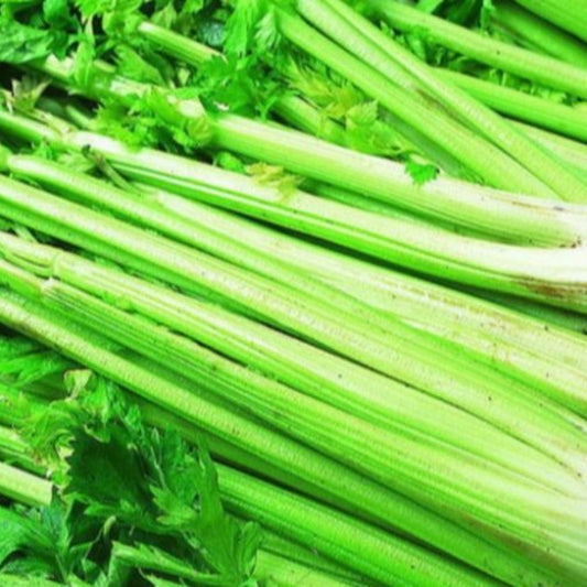 Utah Tall Celery Seeds