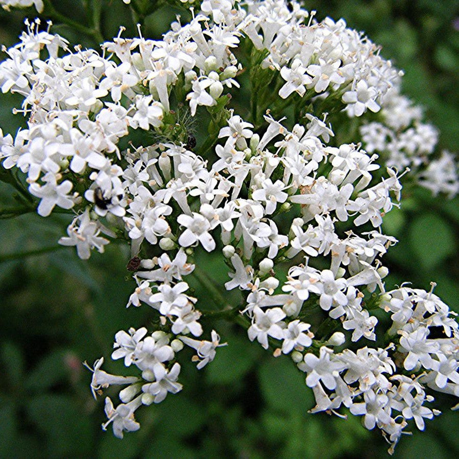 Valerian Seeds (Valeriana officinalis)