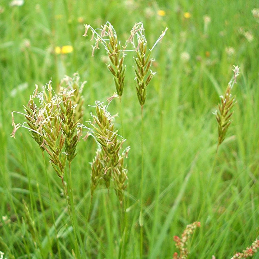 Vanilla Grass Seeds (Anthoxanthum odoratum)