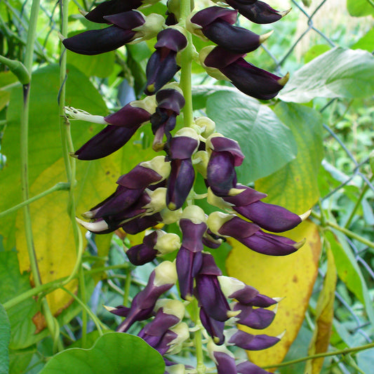 Velvet Bean Seeds (Mucuna pruriens) [PACKET ONLY]