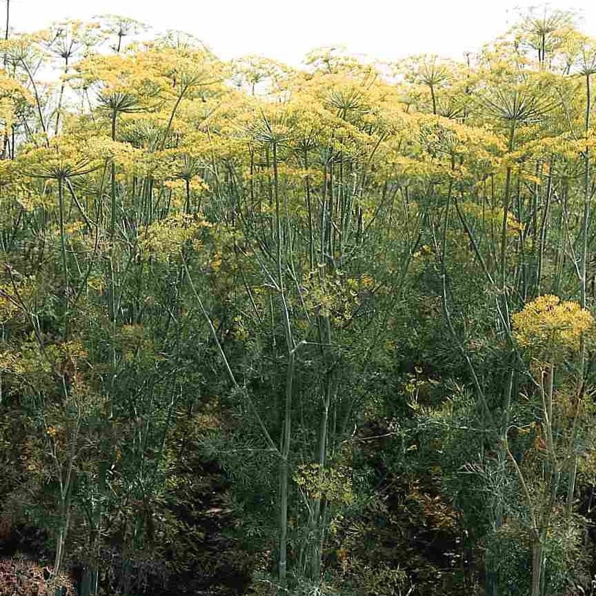 Vierling Dill Seeds (Anethum graveolens)
